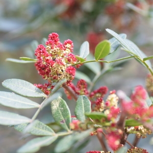 Photographie n°67199 du taxon Pistacia lentiscus L. [1753]