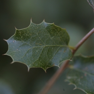 Photographie n°67212 du taxon Quercus coccifera L. [1753]