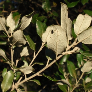 Photographie n°67224 du taxon Quercus ilex L. [1753]