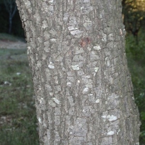 Photographie n°67226 du taxon Quercus ilex L. [1753]