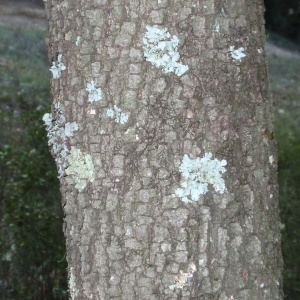 Photographie n°67227 du taxon Quercus ilex L. [1753]