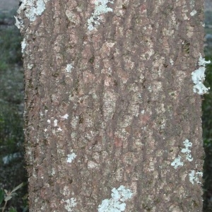 Photographie n°67229 du taxon Quercus ilex L. [1753]