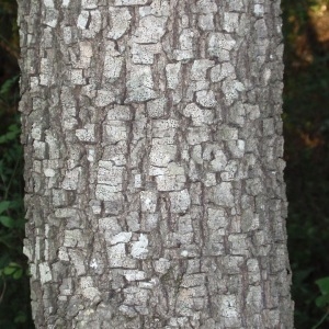 Photographie n°67230 du taxon Quercus ilex L. [1753]