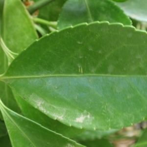 Photographie n°67296 du taxon Euonymus japonicus L.f. [1780]