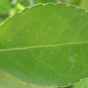 Photographie n°67300 du taxon Euonymus japonicus L.f. [1780]