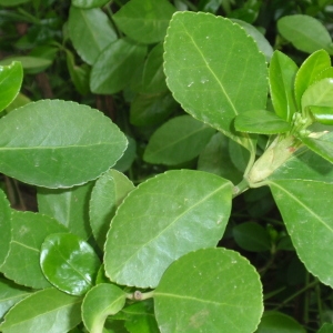 Photographie n°67302 du taxon Euonymus japonicus L.f. [1780]