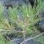  Daniel BARTHELEMY - Pinus nigra subsp. salzmannii (Dunal) Franco [1943]