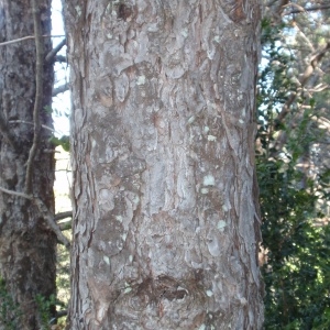Photographie n°67320 du taxon Pinus nigra subsp. salzmannii (Dunal) Franco [1943]