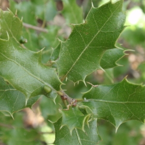 Photographie n°67355 du taxon Quercus coccifera L. [1753]