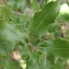  Daniel BARTHELEMY - Quercus coccifera L. [1753]