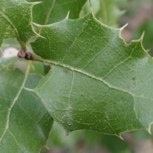 Photographie n°67356 du taxon Quercus coccifera L. [1753]