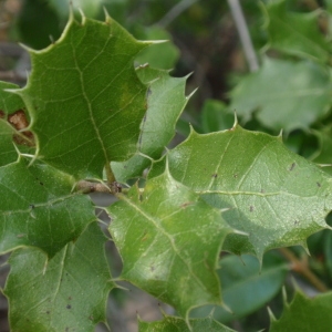 Photographie n°67359 du taxon Quercus coccifera L. [1753]