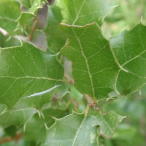 Photographie n°67360 du taxon Quercus coccifera L. [1753]