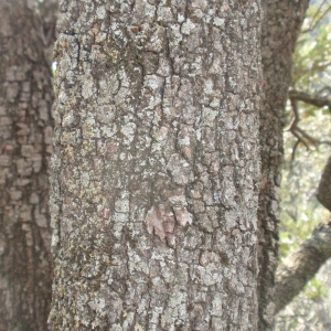 Photographie n°67364 du taxon Quercus ilex L. [1753]