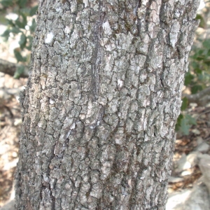 Photographie n°67366 du taxon Quercus ilex L. [1753]
