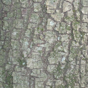 Photographie n°67374 du taxon Quercus ilex L. [1753]