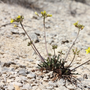 Photographie n°67421 du taxon Brassica repanda (Willd.) DC. [1821]