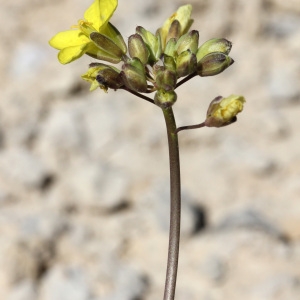 Photographie n°67422 du taxon Brassica repanda (Willd.) DC. [1821]