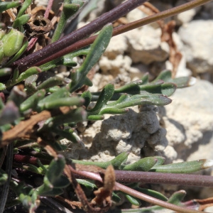 Photographie n°67423 du taxon Brassica repanda (Willd.) DC. [1821]