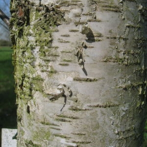 Photographie n°67450 du taxon Betula pubescens Ehrh. [1791]