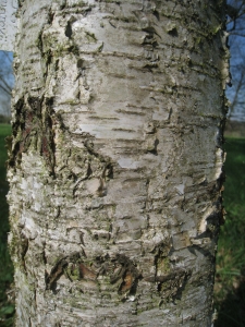 Hervé GOËAU, le  2 avril 2012 (Rocquencourt (Arboretum de Chevreloup))