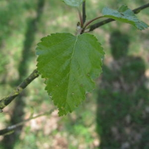 Photographie n°67452 du taxon Betula pubescens Ehrh. [1791]