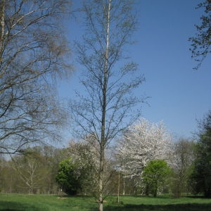 Photographie n°67455 du taxon Betula pubescens Ehrh. [1791]