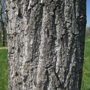 Photographie n°67543 du taxon Populus nigra L. [1753]