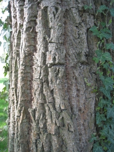 Hervé GOËAU, le  2 avril 2012 (Rocquencourt (Arboretum de Chevreloup))