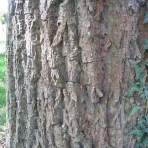 Photographie n°67598 du taxon Salix alba 'Tristis'