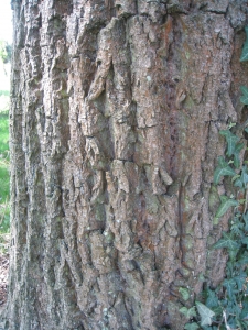 Hervé GOËAU, le  2 avril 2012 (Rocquencourt (Arboretum de Chevreloup))