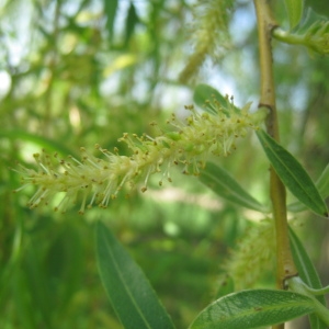 Photographie n°67599 du taxon Salix alba 'Tristis'
