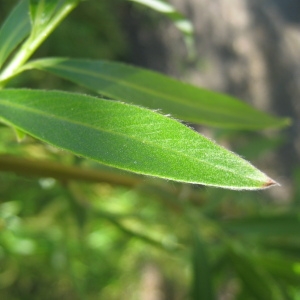  - Salix alba 'Tristis'