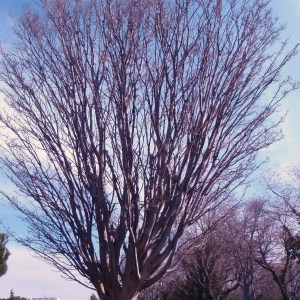 Photographie n°67634 du taxon Zelkova carpinifolia (Pall.) K.Koch [1849]