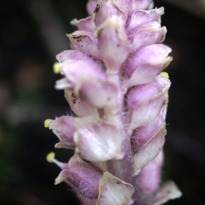 Lathraea simplex Gray (Clandestine écailleuse)