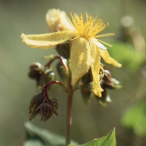 Photographie n°67648 du taxon Hypericum richeri Vill. [1779]
