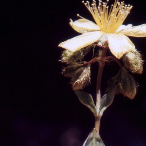 Photographie n°67649 du taxon Hypericum richeri Vill. [1779]
