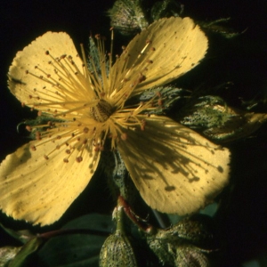 Photographie n°67651 du taxon Hypericum richeri Vill. [1779]