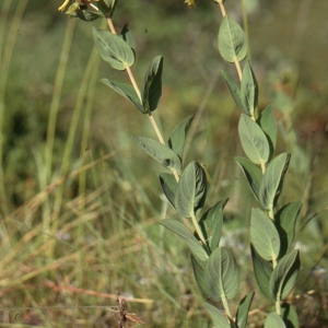 Photographie n°67652 du taxon Hypericum richeri Vill. [1779]