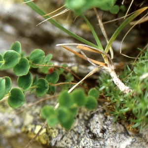 Photographie n°67653 du taxon Hypericum nummularium L. [1753]