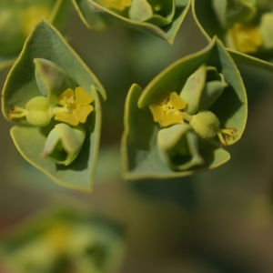 Photographie n°67655 du taxon Euphorbia segetalis subsp. portlandica (L.) Litard. [1936]