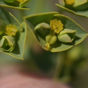 Photographie n°67656 du taxon Euphorbia segetalis subsp. portlandica (L.) Litard. [1936]