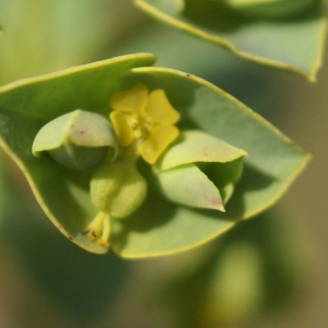 Photographie n°67659 du taxon Euphorbia segetalis subsp. portlandica (L.) Litard. [1936]