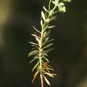 Photographie n°67660 du taxon Euphorbia segetalis subsp. portlandica (L.) Litard. [1936]