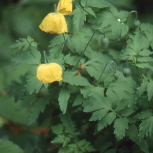 Photographie n°67668 du taxon Meconopsis cambrica (L.) Vig.