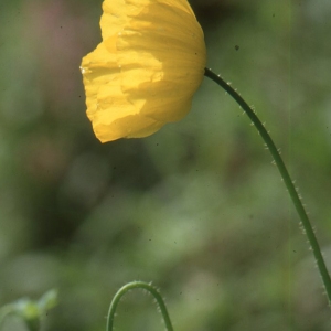 Photographie n°67670 du taxon Meconopsis cambrica (L.) Vig.