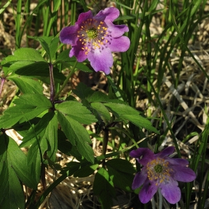 Photographie n°67672 du taxon Anemone nemorosa L. [1753]