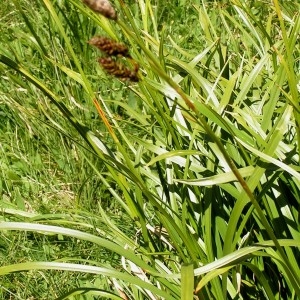 Photographie n°67676 du taxon Carex L.