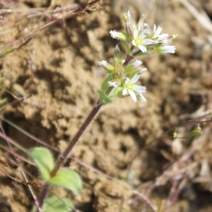 Photographie n°67689 du taxon Cerastium fontanum Baumg. [1816]