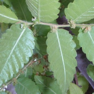 Photographie n°67696 du taxon Zelkova carpinifolia (Pall.) K.Koch [1849]